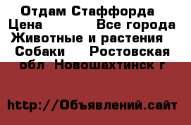 Отдам Стаффорда › Цена ­ 2 000 - Все города Животные и растения » Собаки   . Ростовская обл.,Новошахтинск г.